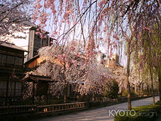 祇園白川の街並みと桜