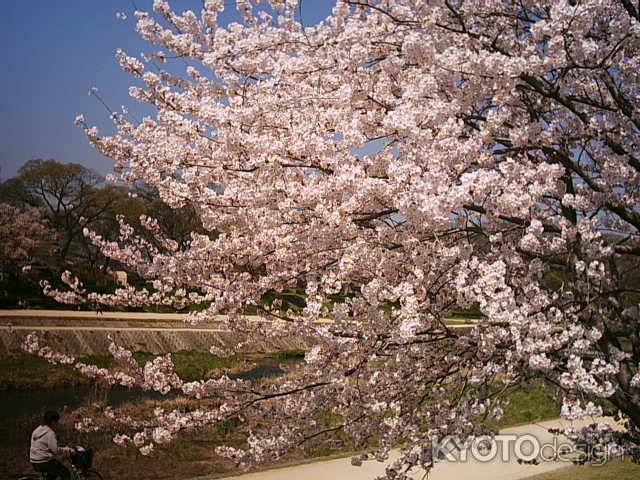 鴨川の桜