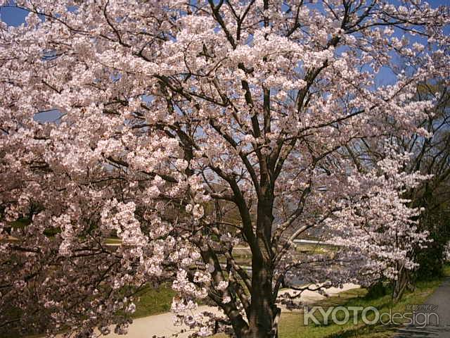 鴨川の桜