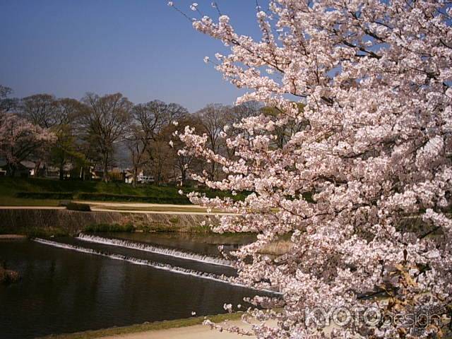 桜と鴨川