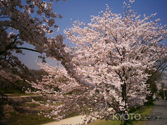 桜と鴨川