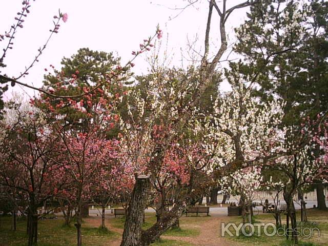 京都御苑の梅の花