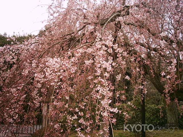 御苑の桜