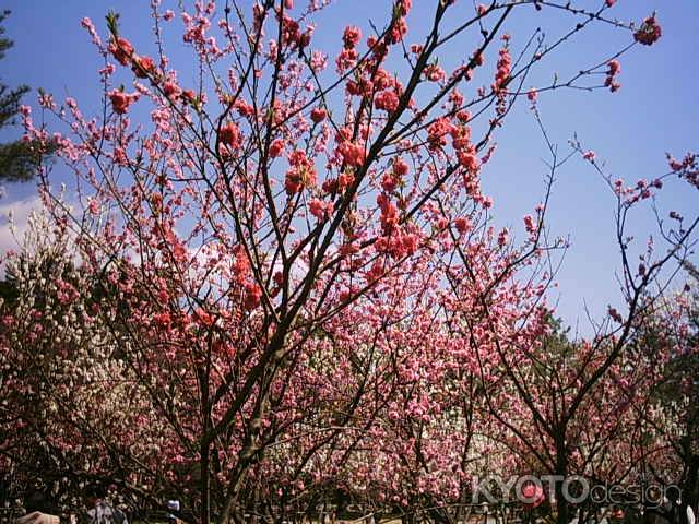 京都御苑の梅