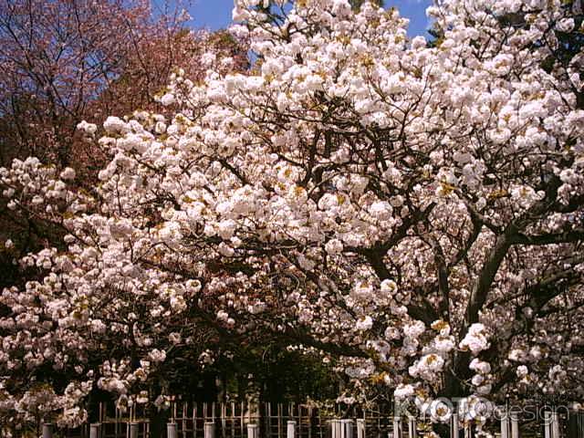 京都御苑のぼたん桜