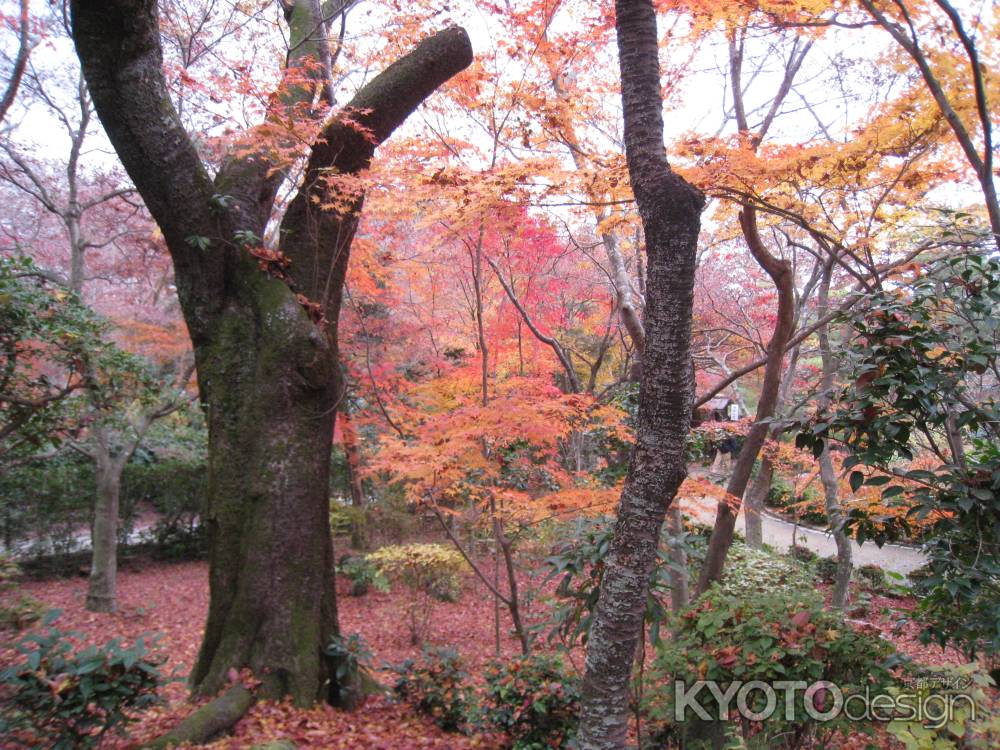 霊雲院紅葉の境内