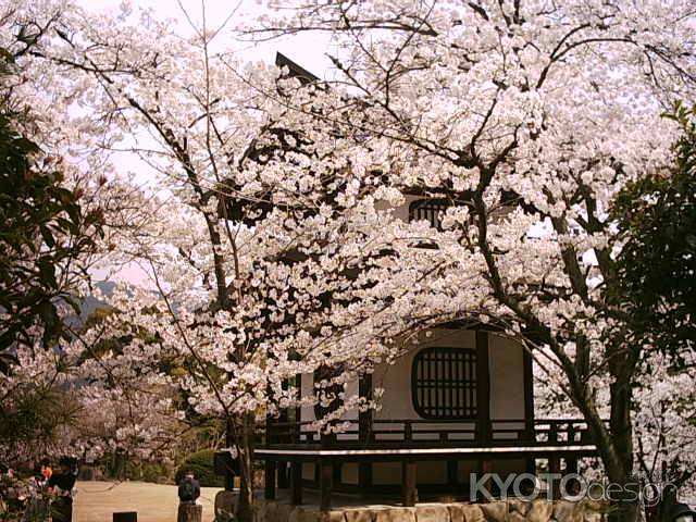 勧修寺　桜