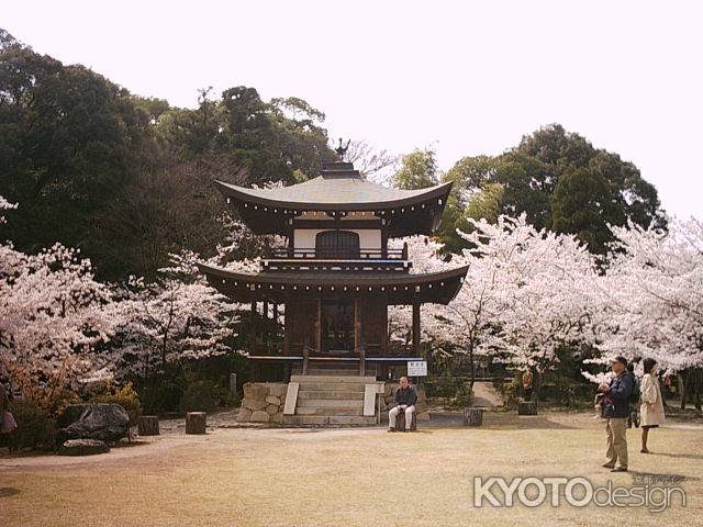 勧修寺　春の観音堂