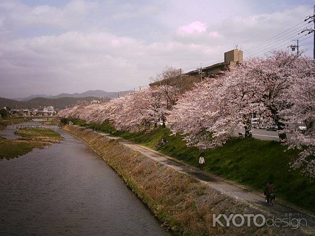 春の高野川