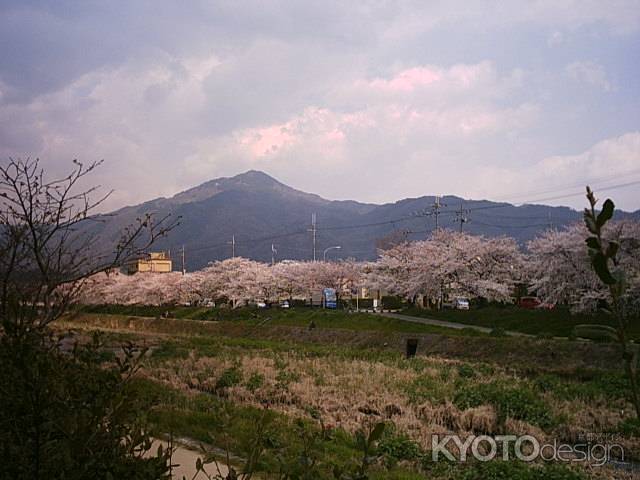 川沿いの桜並木