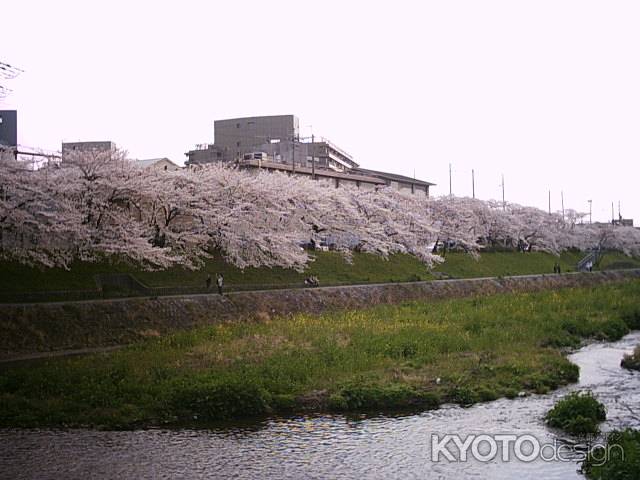 川　満開の桜