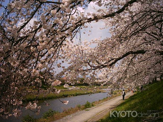 桜と川