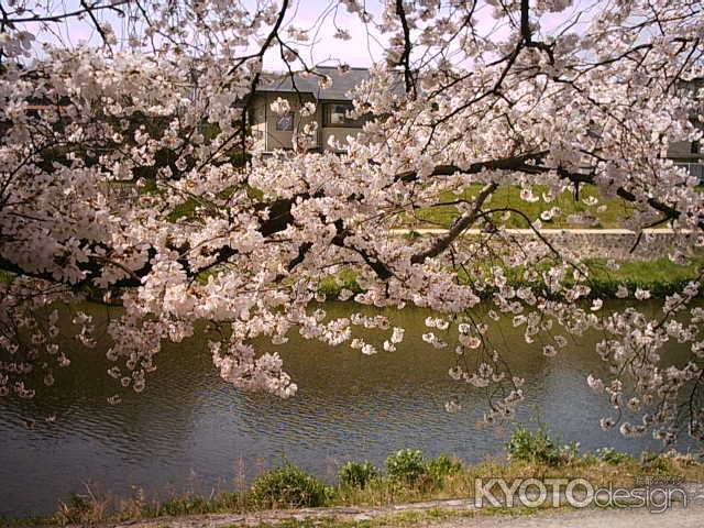 川と満開の桜