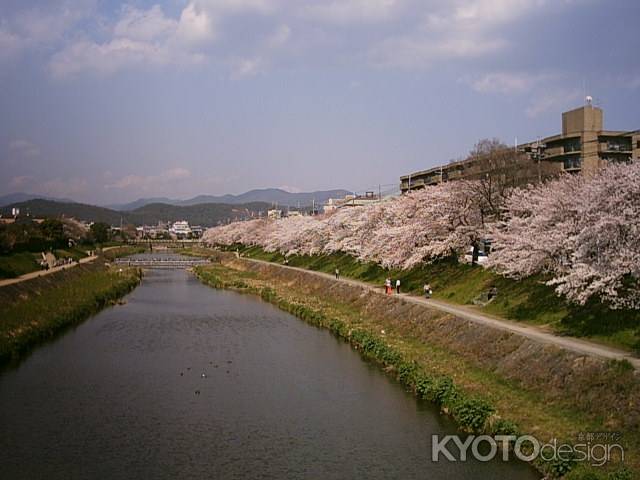 春の川