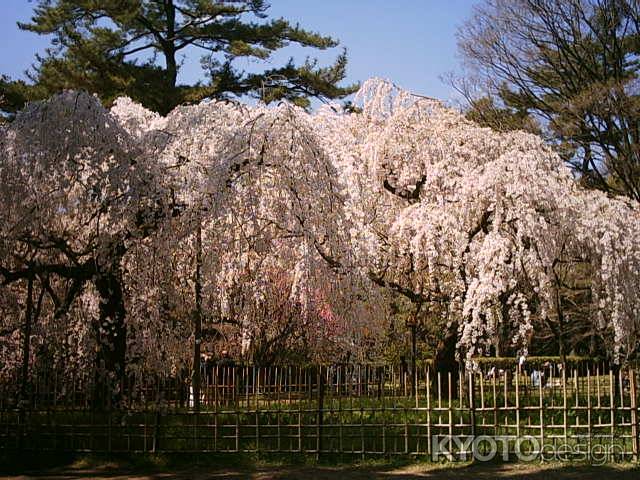 京都御苑の枝垂れ桜