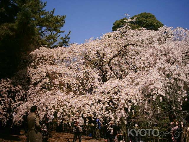 京都御苑の枝垂れ桜