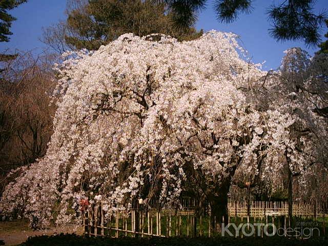 京都御苑の枝垂れ桜