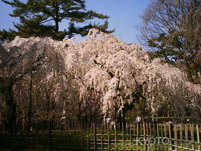 京都御苑　枝垂れ桜