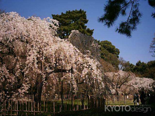 京都御苑　枝垂れ桜