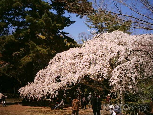 京都御苑　枝垂れ桜