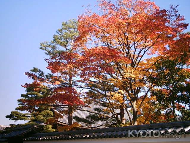 相国寺の紅葉