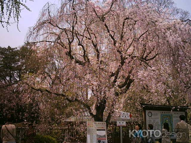 二条城の桜