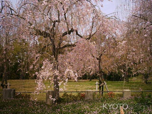 二条城の桜