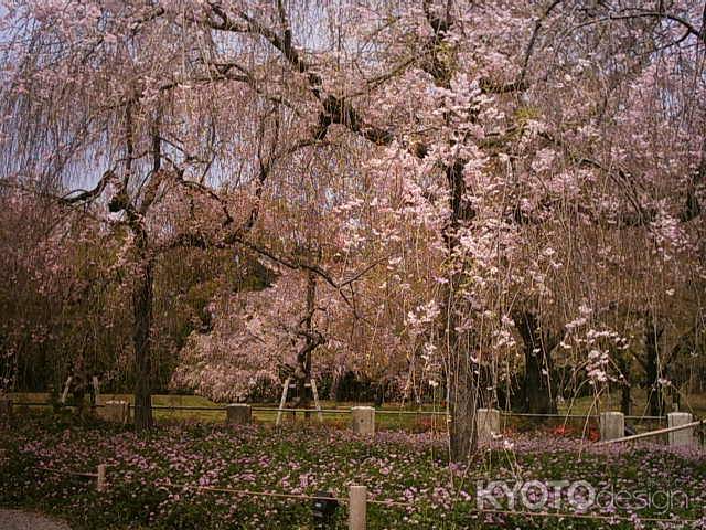 二条城の桜