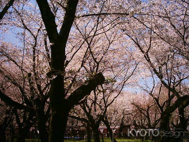 平野神社の桜