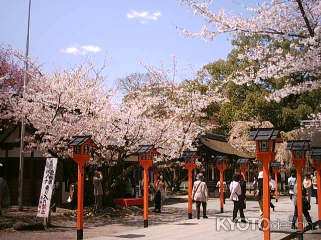 平野神社の桜