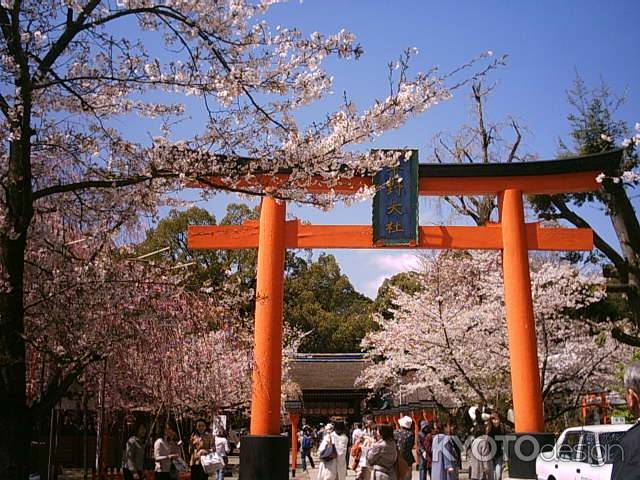 お花見　桜と鳥居