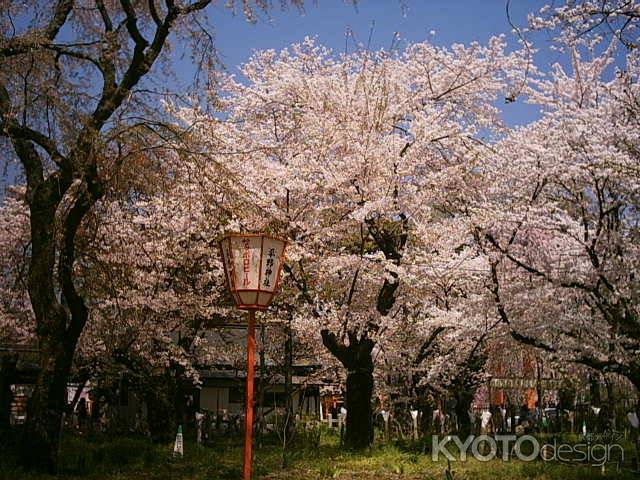 ぼんぼりと桜