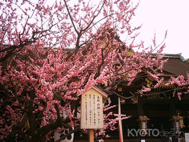 北野天満宮の梅