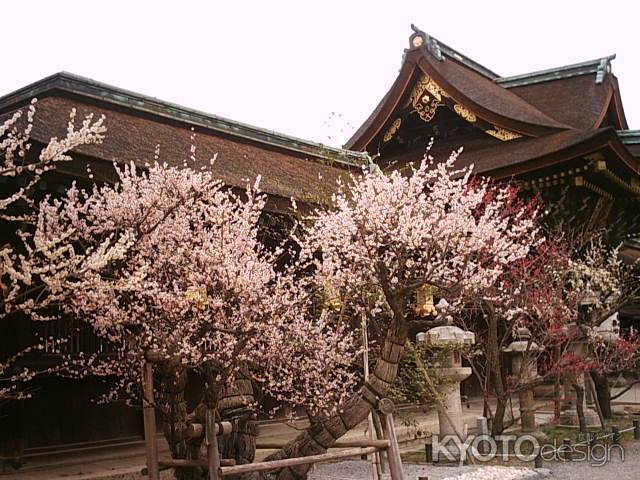 北野天満宮の梅