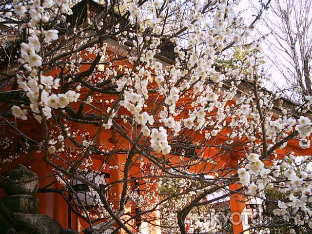 梅の花　北野天満宮