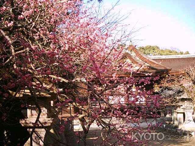 梅の花　北野天満宮