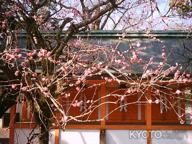 梅の花　北野天満宮