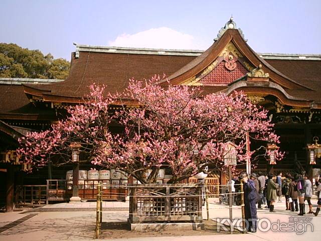 北野天満宮　本殿と梅