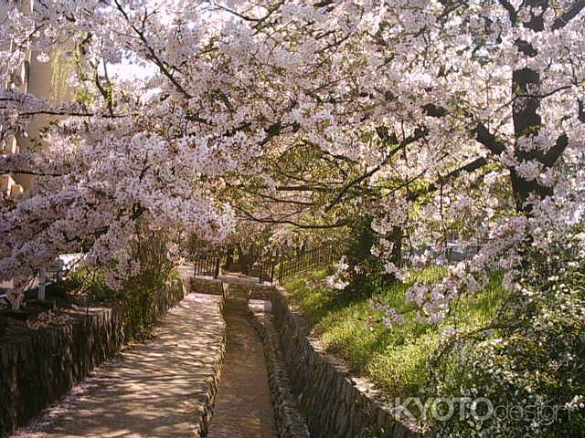 堀川の桜