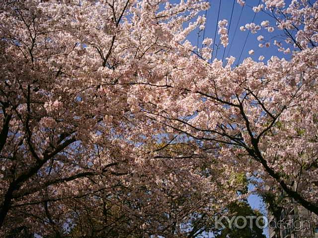 堀川の桜