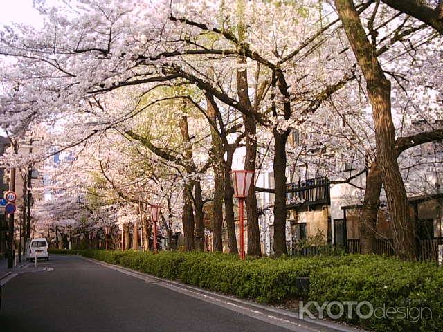 木屋町の桜並木