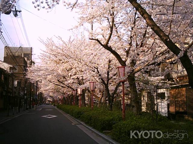 木屋町　桜の道