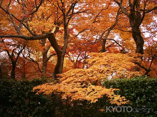 永観堂　いろとりどりの紅葉