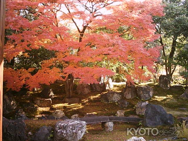 圓徳院の紅葉3