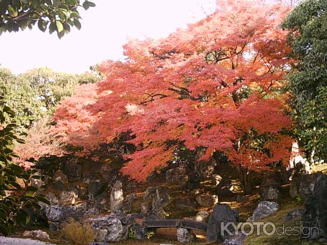 圓徳院の紅葉6