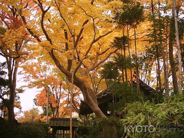 源光庵の紅葉