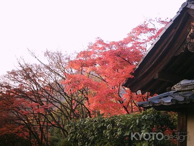 光悦寺の紅葉