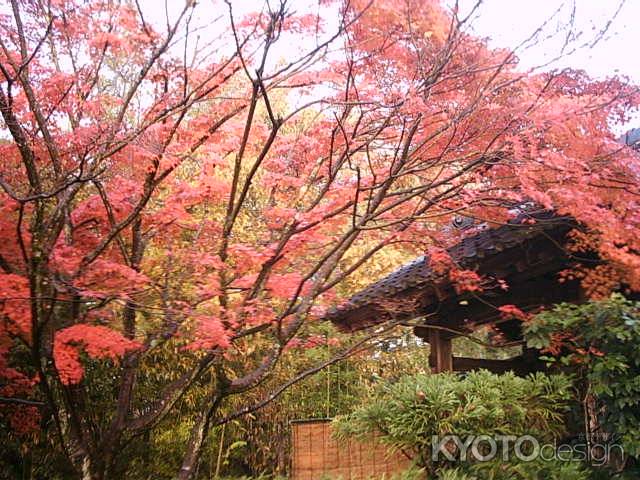 光悦寺の紅葉