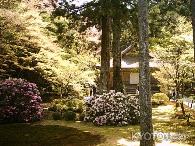 春の三千院有清園