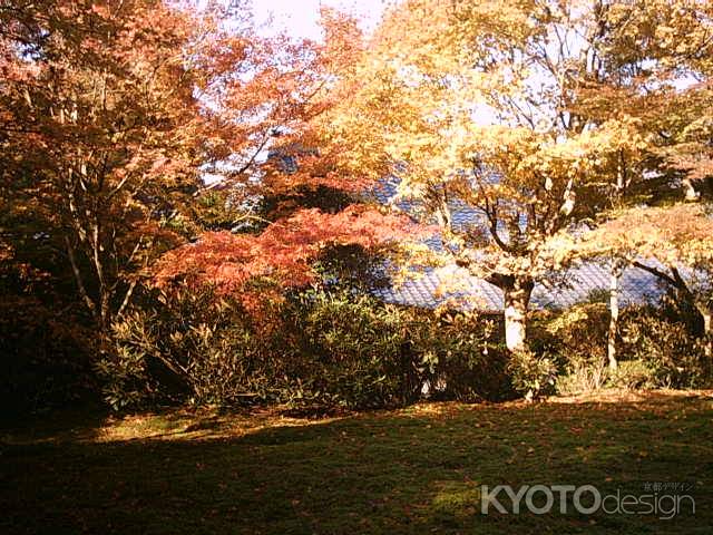 三千院の紅葉